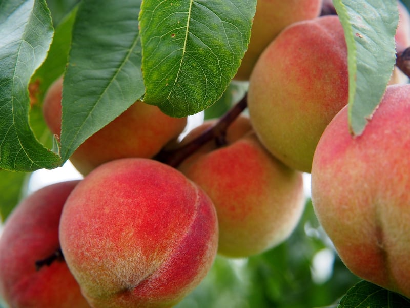 Fruit Orchard