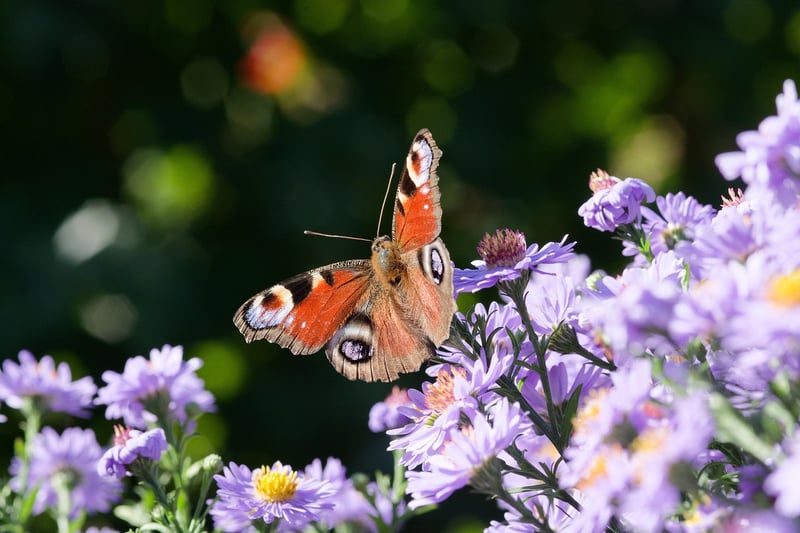 Butterfly in Garden