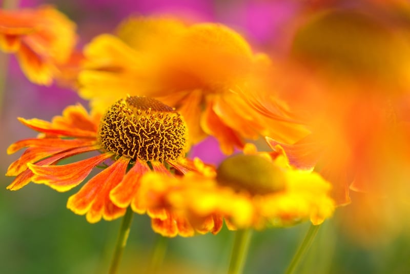 Sustainable Gardening