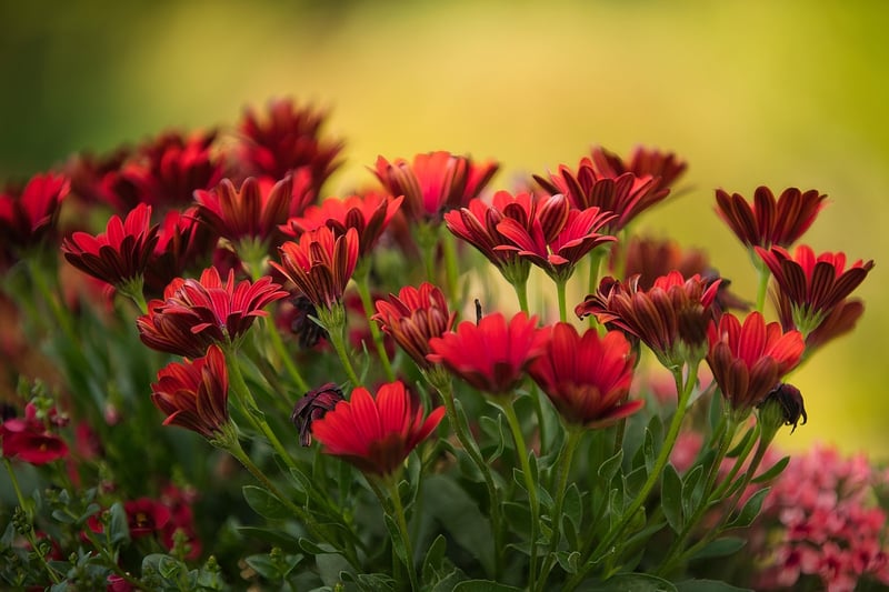 Home Garden