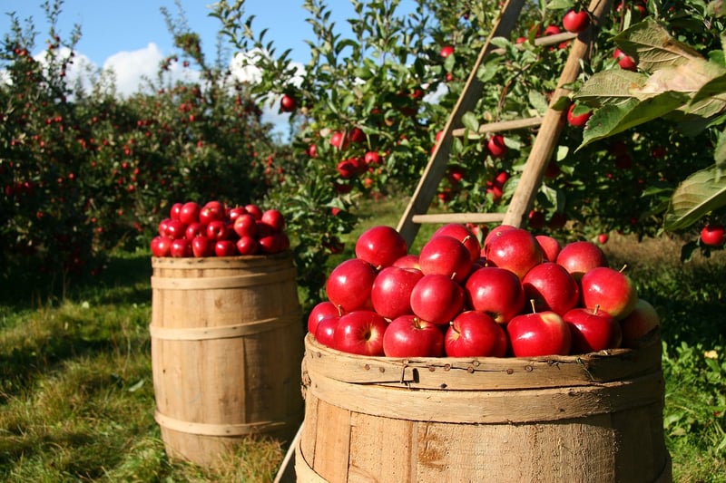 Fruit Orchard
