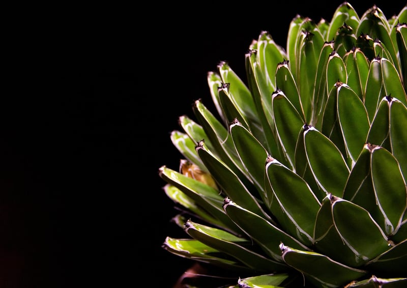 Succulent Echeveria